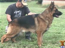 german shepherd puppy posted by Texas Big